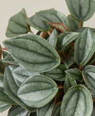 Peperomia 'Napoli Nights' - photo 2