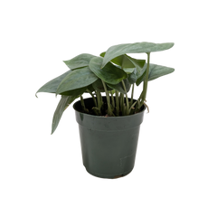 Scindapsus Platinum Java live houseplant