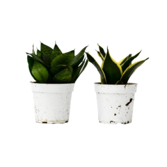 Snake Plant Variety Packs live houseplant