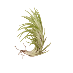 Tillandsia Air Plant Araujei live houseplant