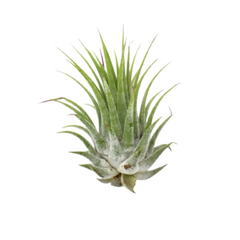 Tillandsia Air Plant Ionantha - 5 Pack live houseplant