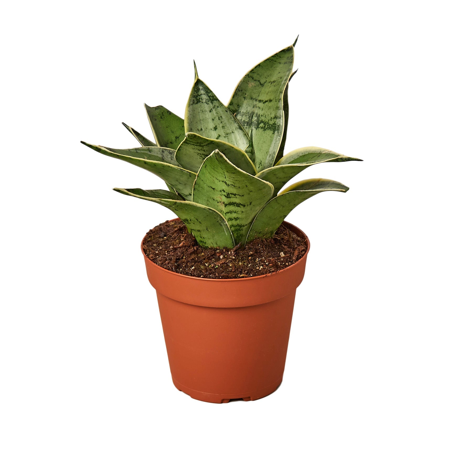 Snake Plant Starlight live houseplant