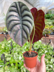 Alocasia 'Red Secret' - photo 2
