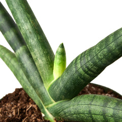 Snake Plant Starfish - photo 4