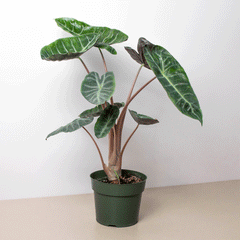 Alocasia Pink Dragon - photo 2