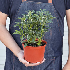 Schefflera Moonlight 'Umbrella Plant' - photo 4