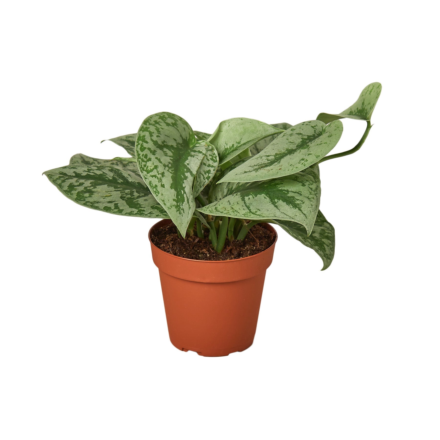 Pothos 'Silver Splash' live houseplant