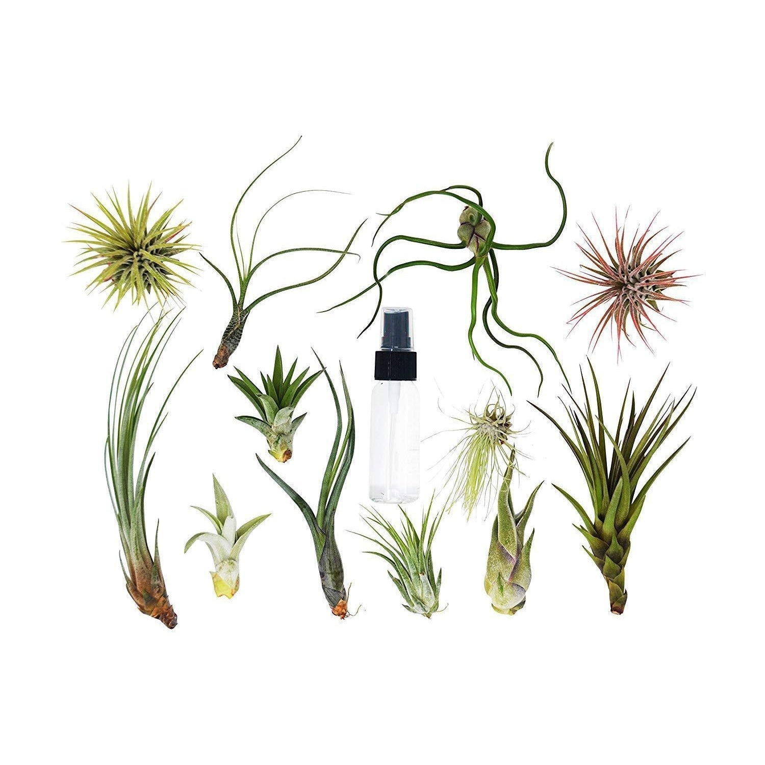 Tillandsia Air Plant Variety w - Spray - 2 Pack live houseplant