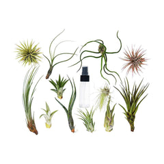 Tillandsia Air Plant Variety w - Spray - 2 Pack live houseplant