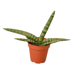 Snake Plant Starfish live houseplant