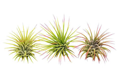 3 Ionantha Guatemala Air Plants - Blooms - photo 2