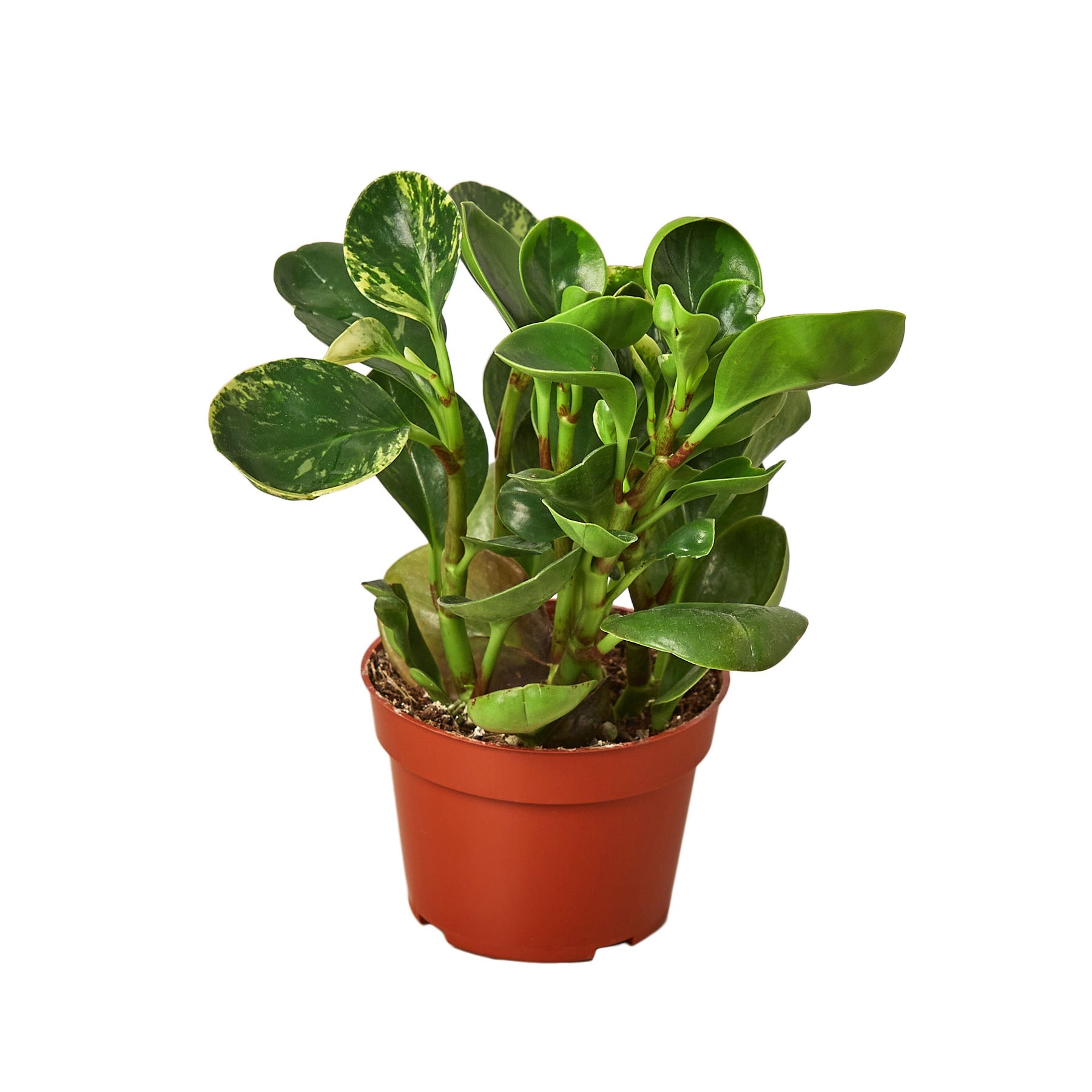 Peperomia 'Marble' live houseplant