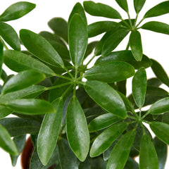 Schefflera Arboricola 'Umbrella' - photo 2