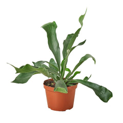 Staghorn Fern - photo 3