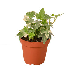 English Ivy 'Glacier' live houseplant