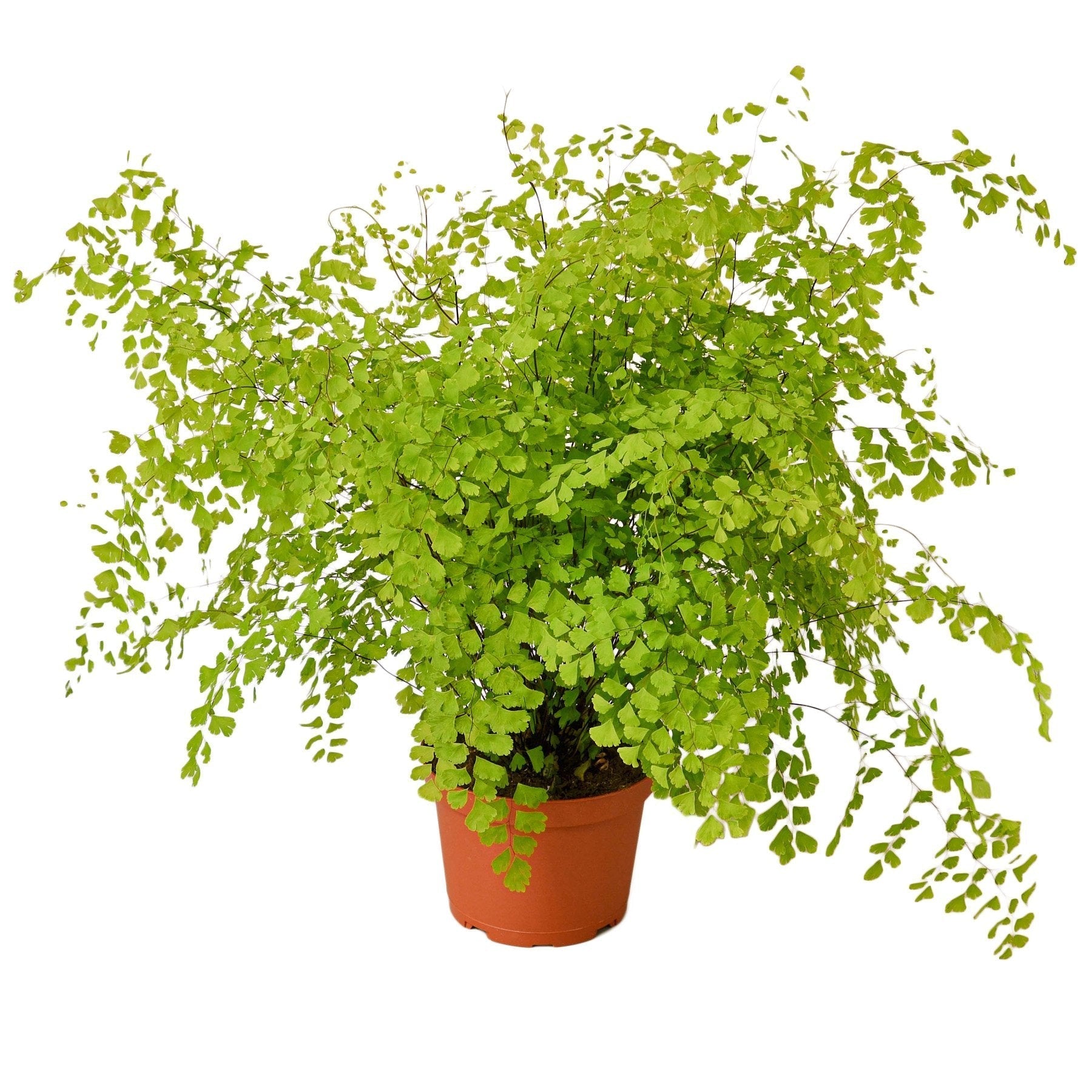 Maidenhair Fern live houseplant