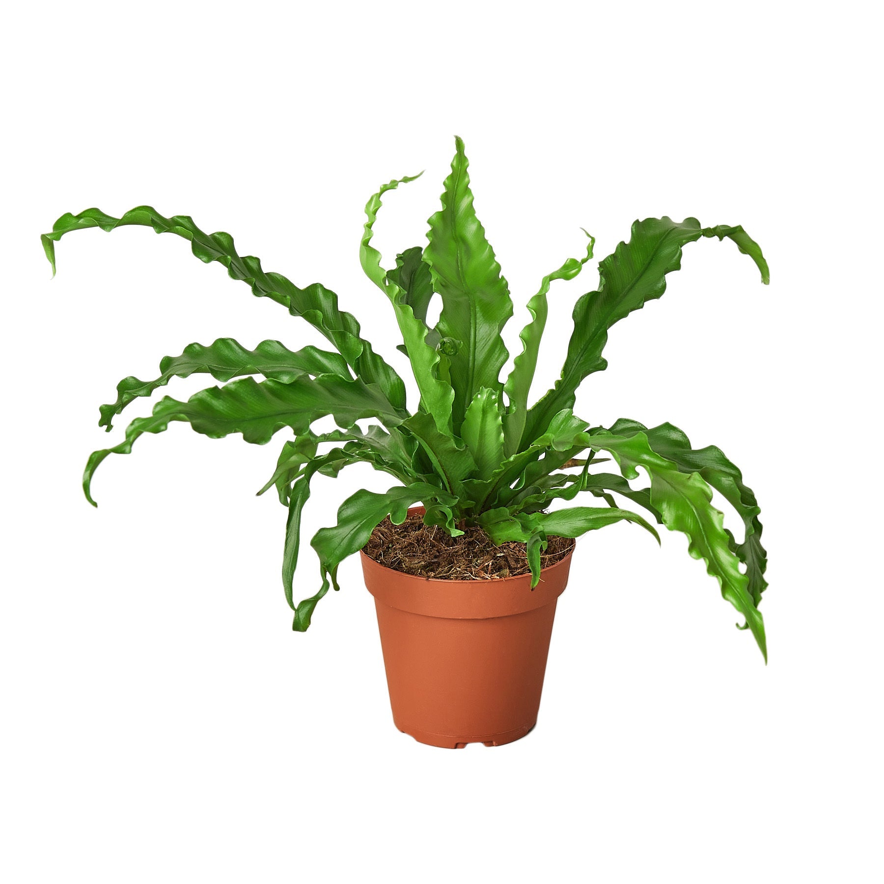 Bird’s Nest 'Victoria' Fern live houseplant