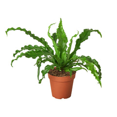 Bird’s Nest 'Victoria' Fern live houseplant