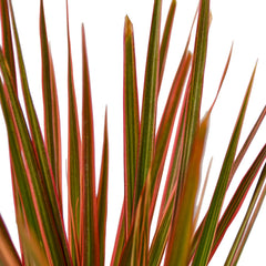 Dracaena 'Colorama' - photo 2