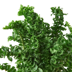 Fern 'Emina' - photo 2