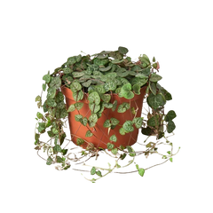 Succulent 'String of Hearts' - photo 2