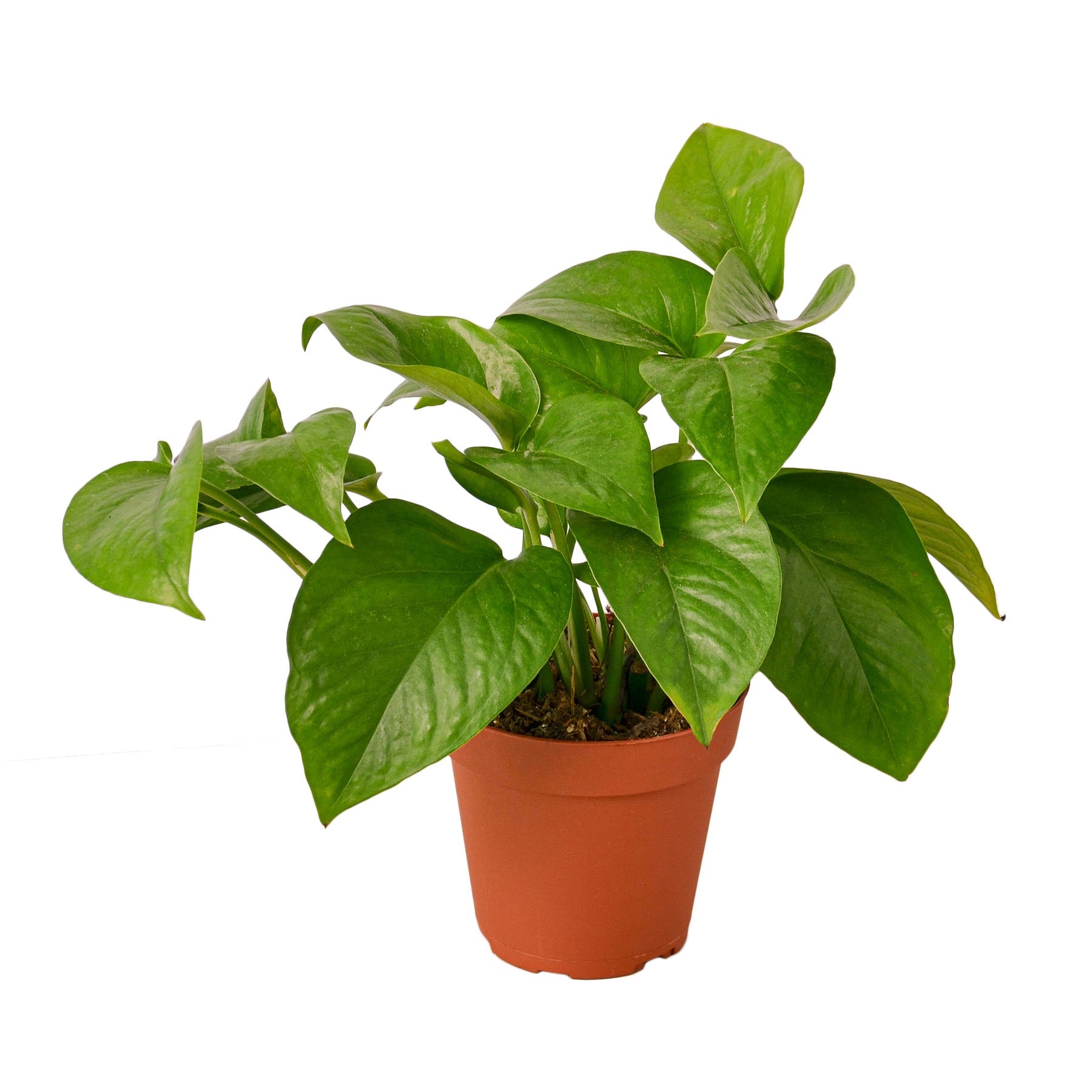 Pothos 'Green Queen' live houseplant