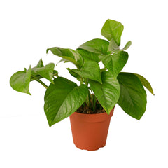 Pothos 'Green Queen' live houseplant