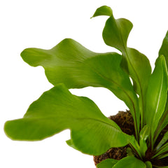 Bird's Nest 'Nidus' Fern - photo 4