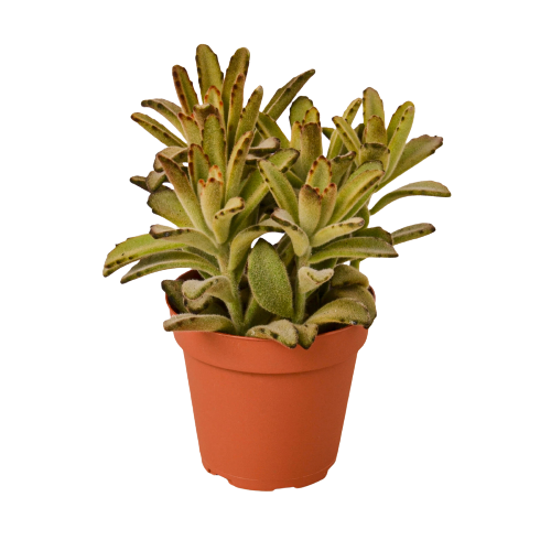 Kalanchoe Tomentosa 'Chocolate Soldier' Succulent live houseplant