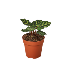 Calathea 'Makoyana' - photo 4