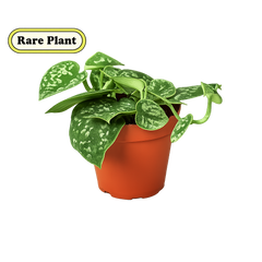 Pothos 'Satin' live houseplant
