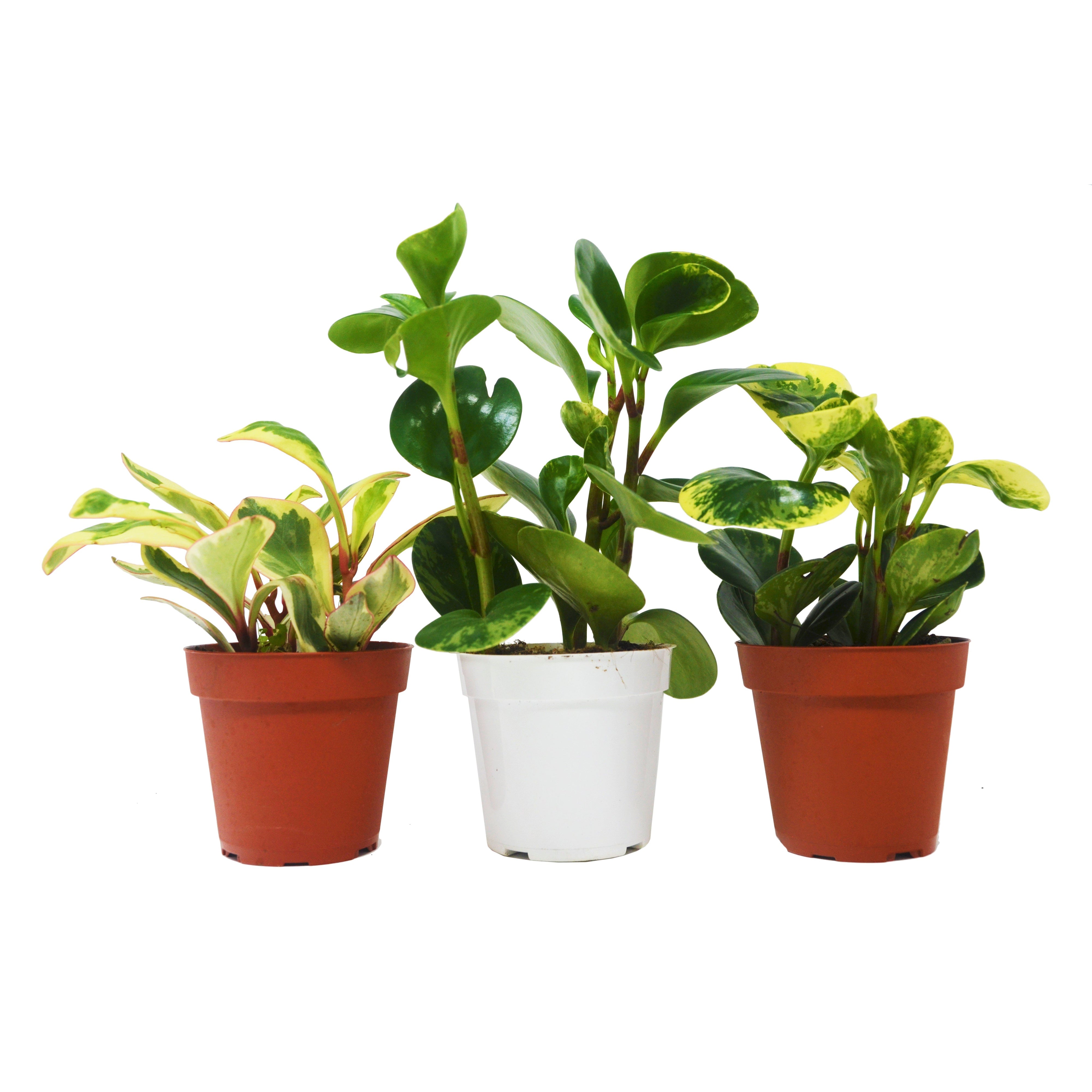 3 Different Peperomia Plants in 4" Pots - Baby Rubber Plants live houseplant