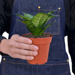 Snake Plant Black Robusta - photo 3