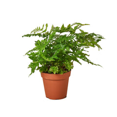 'Autumn' Fern - photo 3