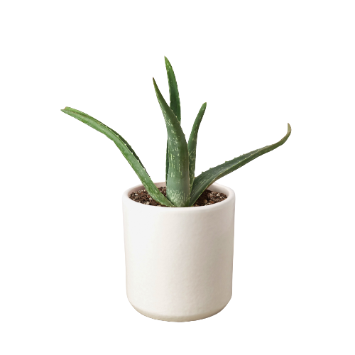 Aloe Vera - photo 4