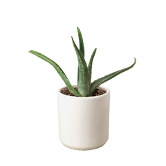 Aloe Vera - photo 4