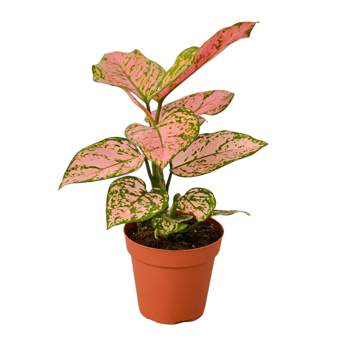 Chinese Evergreen 'Lady Valentine' live houseplant