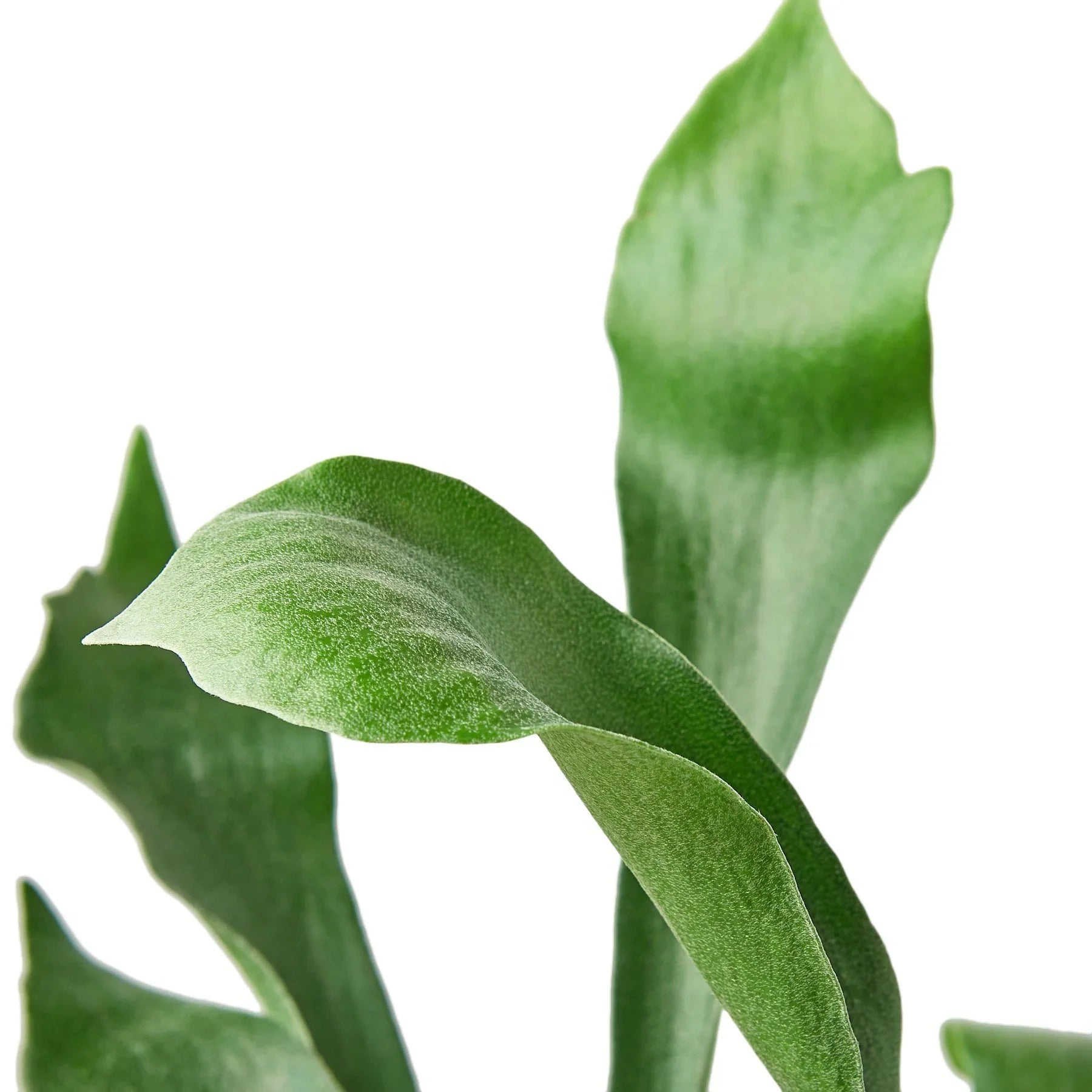 Staghorn Fern - photo 4