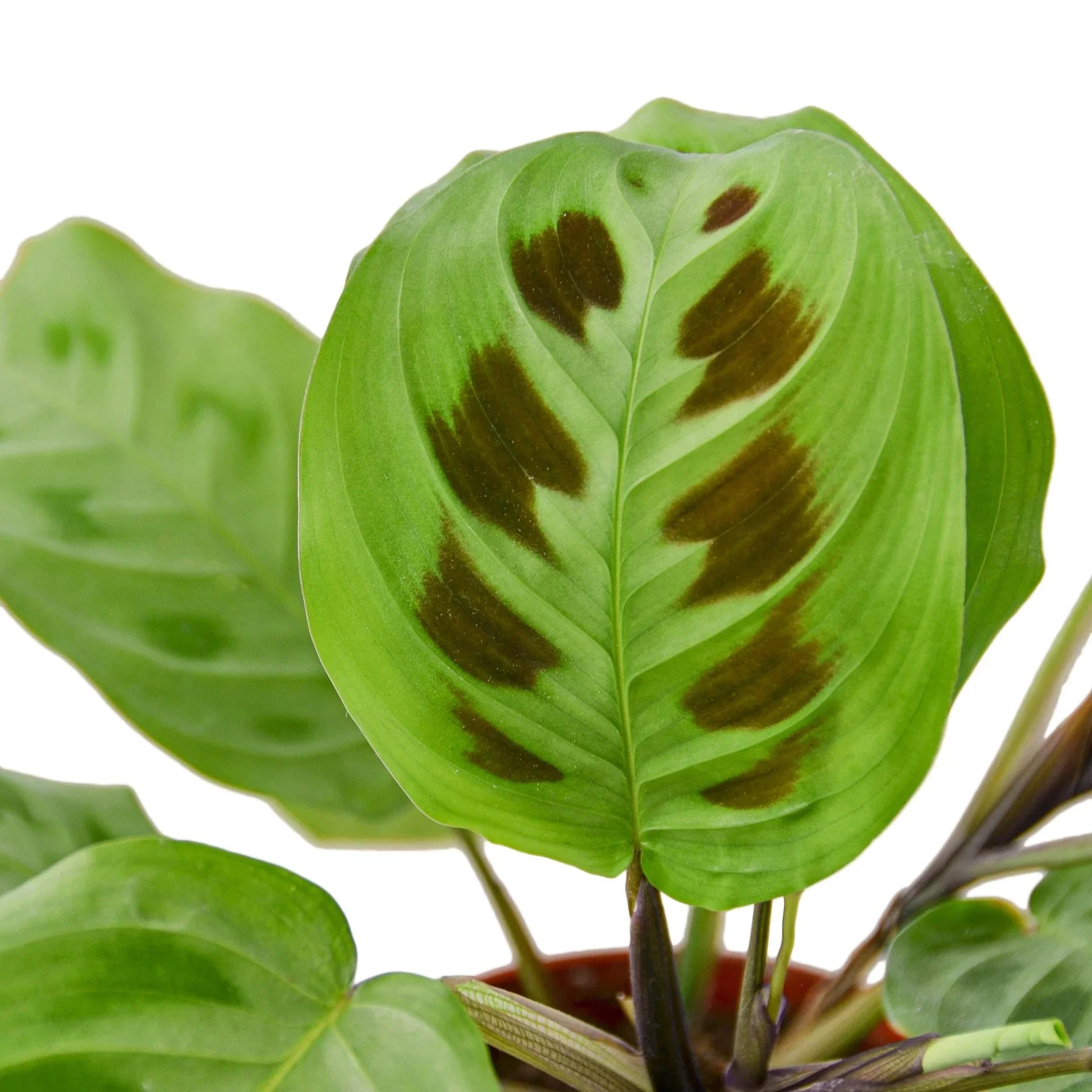 Maranta 'Leuconeura' - photo 2
