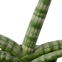 Snake Plant Starfish - photo 2