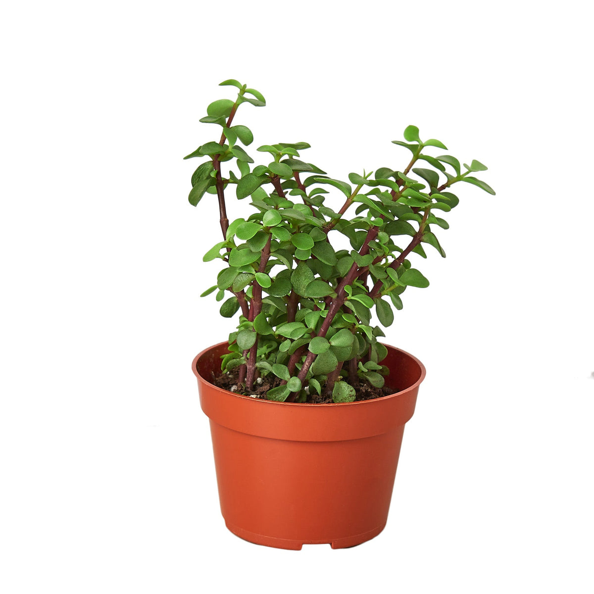 Succulent 'Elephant Bush' live houseplant