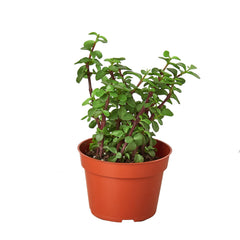 Succulent 'Elephant Bush' live houseplant