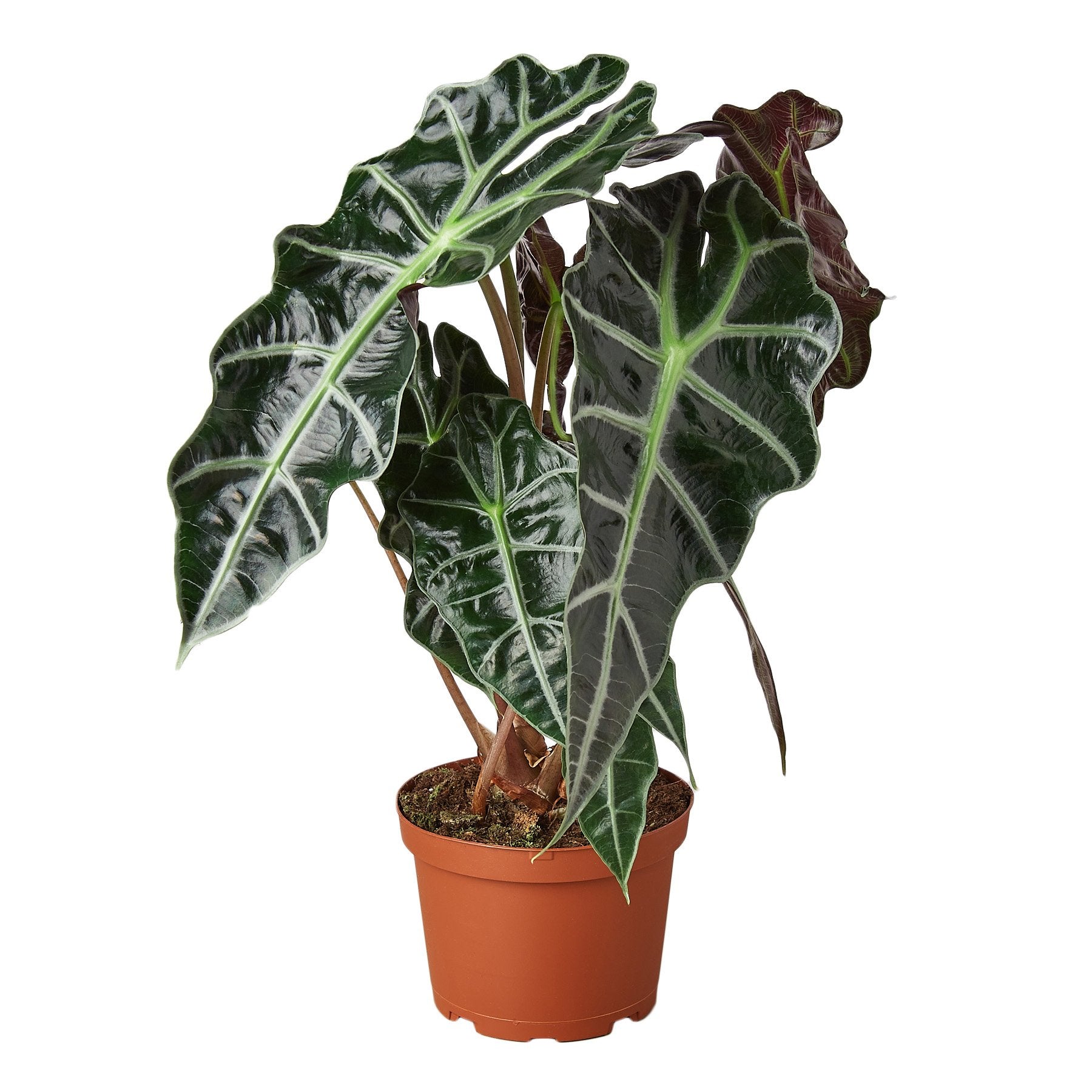 Alocasia Polly 'African Mask' live houseplant