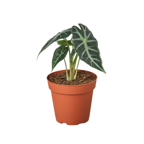 Alocasia Amazonica 'Bambino' live houseplant