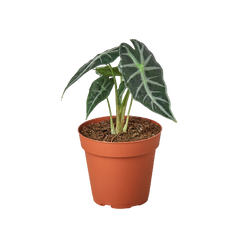 Alocasia Amazonica 'Bambino' live houseplant