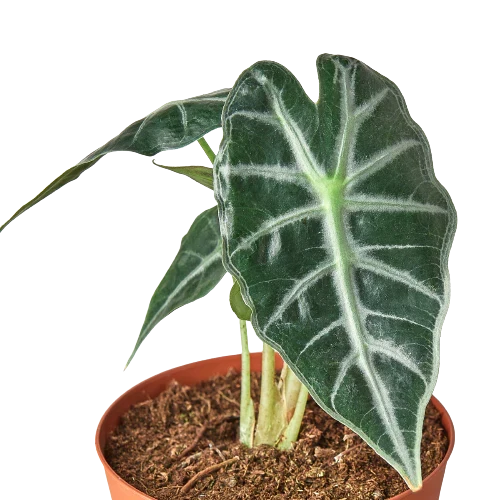Alocasia Amazonica 'Bambino' - photo 2