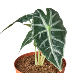 Alocasia Amazonica 'Bambino' - photo 2