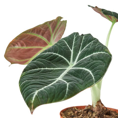Alocasia Reginula 'Black Velvet' - photo 2