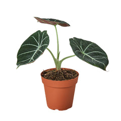 Alocasia Reginula 'Black Velvet' live houseplant