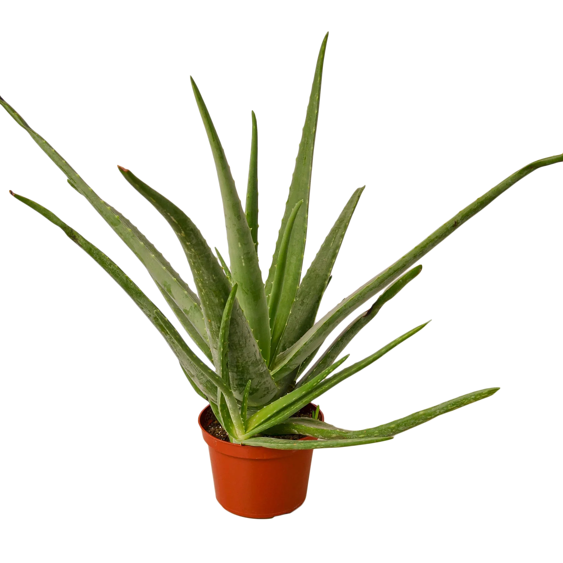 Aloe Vera - photo 3